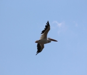 MNRiverPelicans 2014 09 022